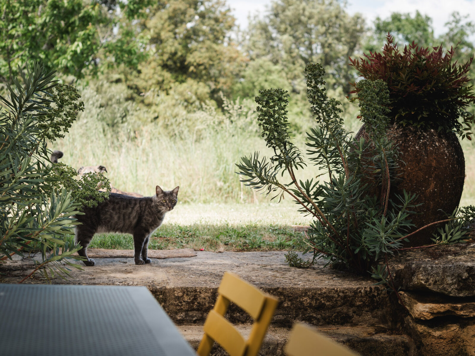 charmes de vaurizeaud gites chambres dhotes sarlat proissans nature animaux paisibles 6
