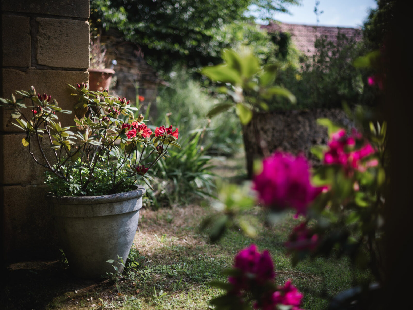 charmes de vaurizeaud gites chambres dhotes sarlat proissans nature flore vegetation 16