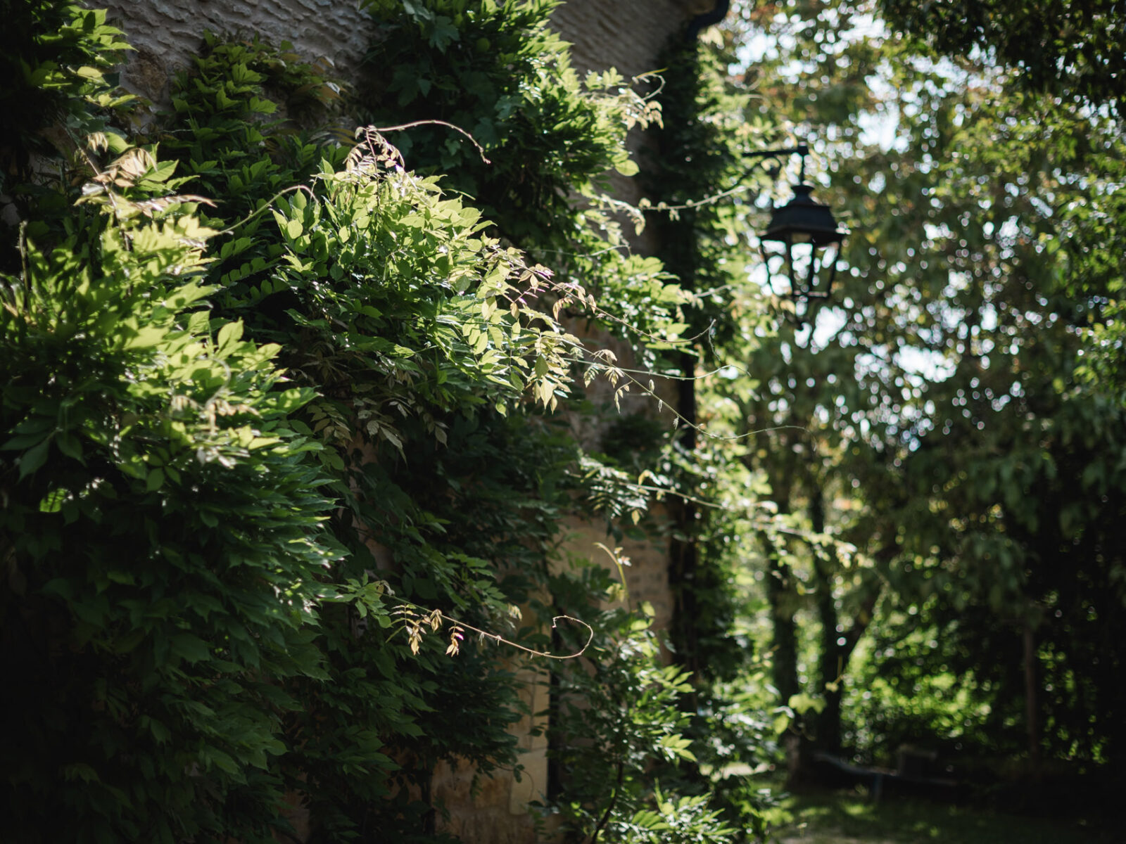 charmes de vaurizeaud gites chambres dhotes sarlat proissans nature flore vegetation 2